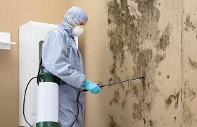 Best Mold Damage Restoration  in Scott City, KS